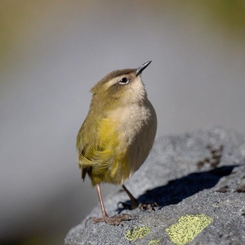 Previous winners ‹ Bird of the Year ‹ Forest & Bird