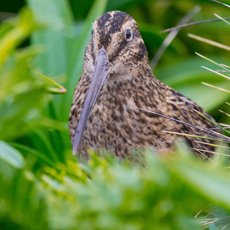 Subantarctic snipe