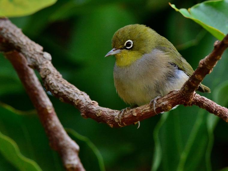 Bird of the Year ‹ Forest & Bird