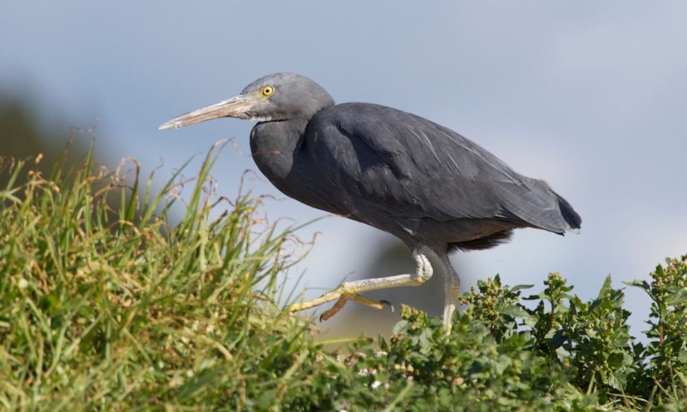 Reef heron