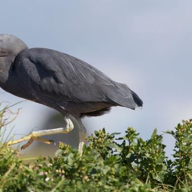 Reef heron