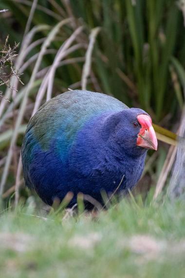 Takahē