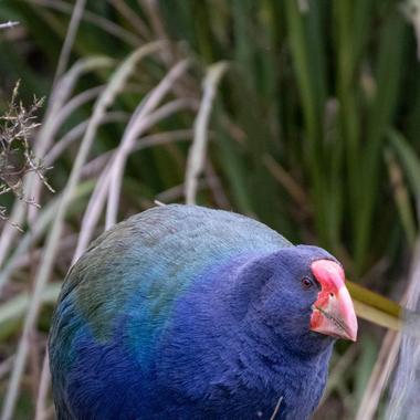 Takahē