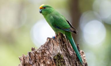 Orange-fronted parakeet