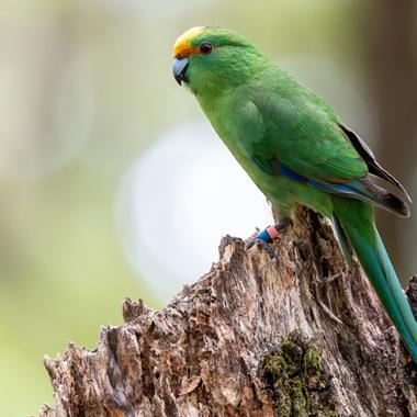 Orange-fronted parakeet