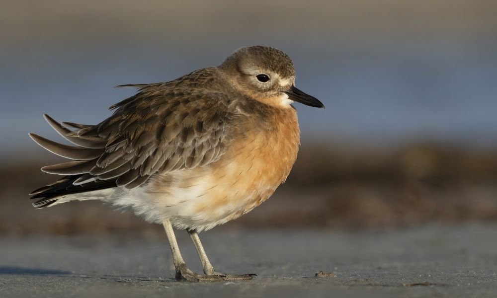 Southern New Zealand dotterel