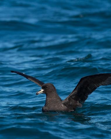 Westland petrel