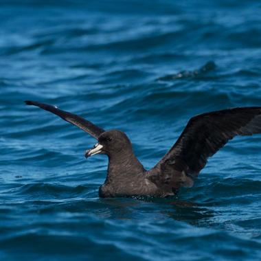 Westland petrel