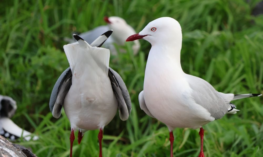 Red-billed gull