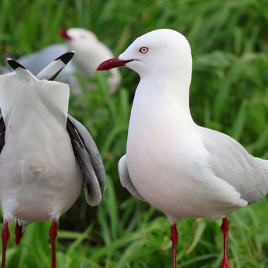 Red-billed gull