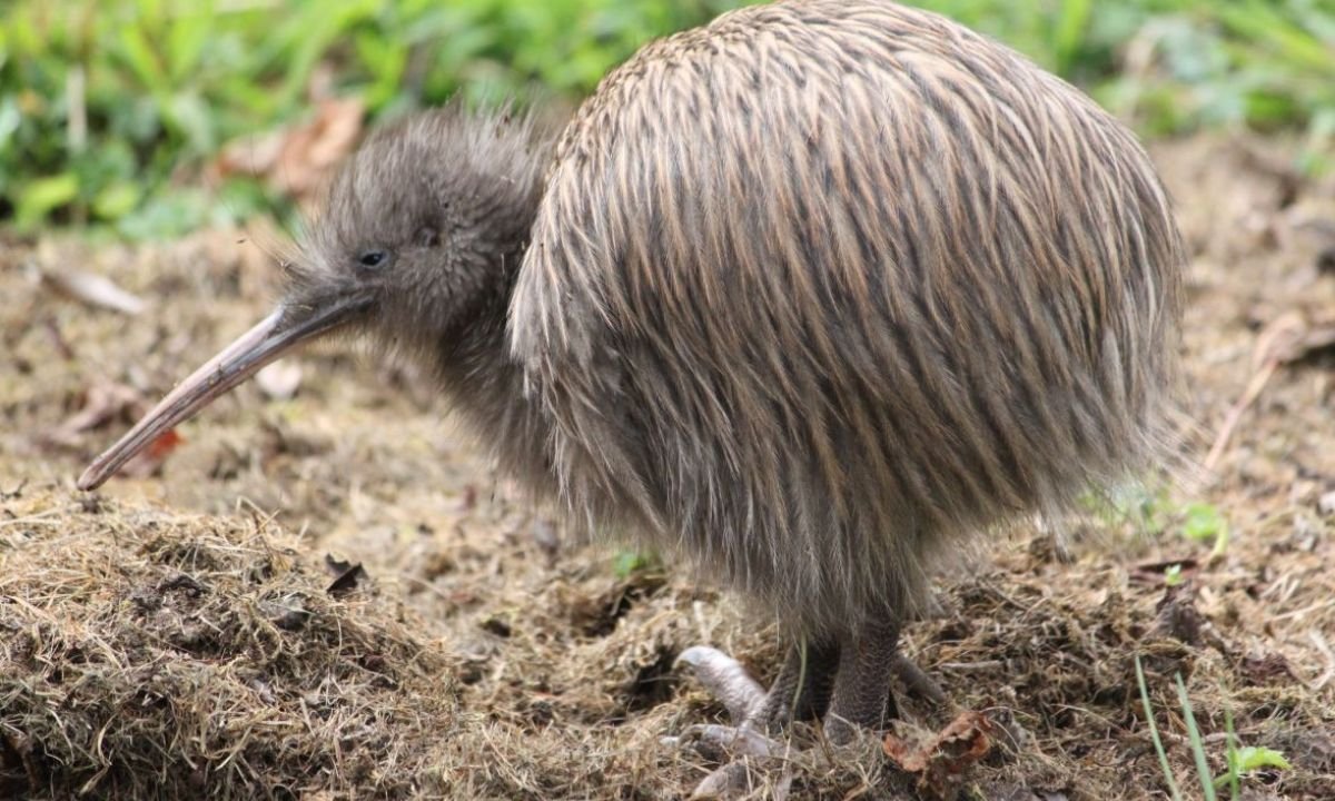 Southern brown kiwi