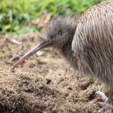 Southern brown kiwi