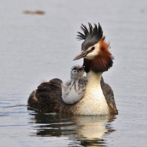 Australasian crested grebe