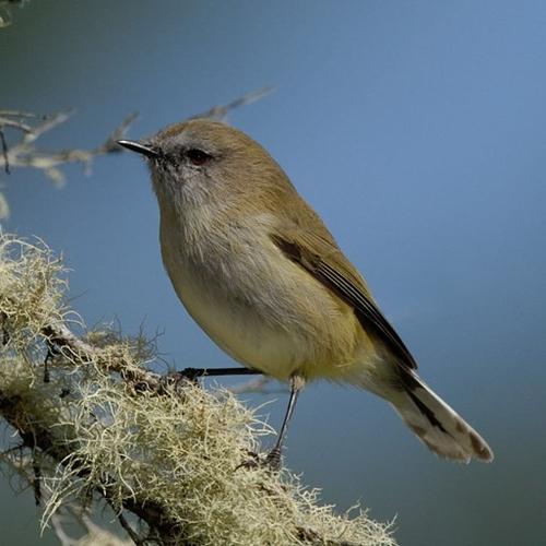 Past champions ‹ Bird of the Year ‹ Forest & Bird