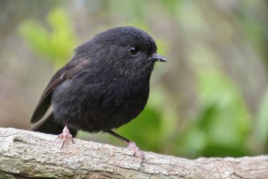 Black robin