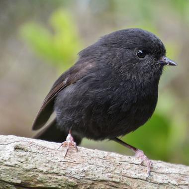 Black robin