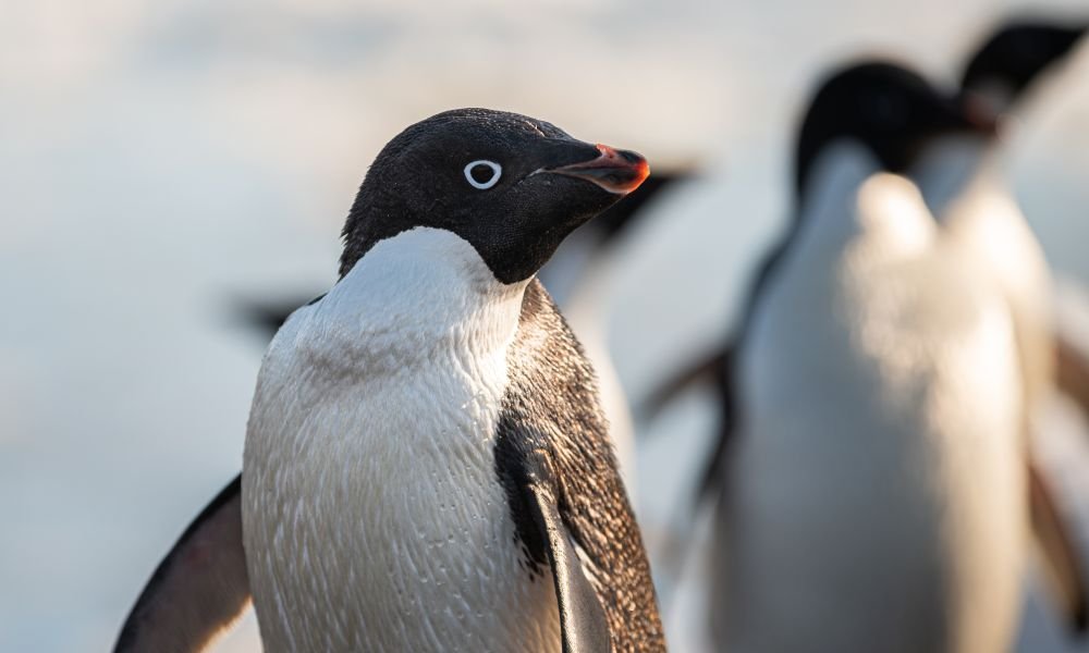 Adélie penguin