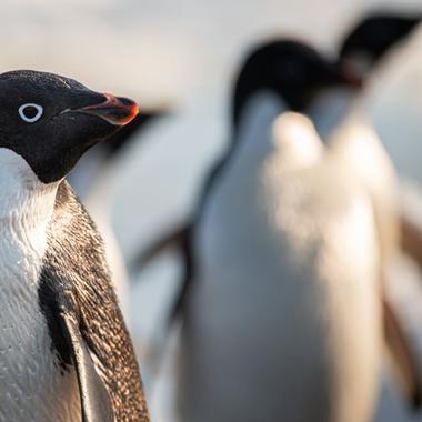 Adélie penguin