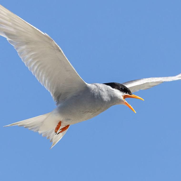 Bird of the Year ‹ Forest & Bird