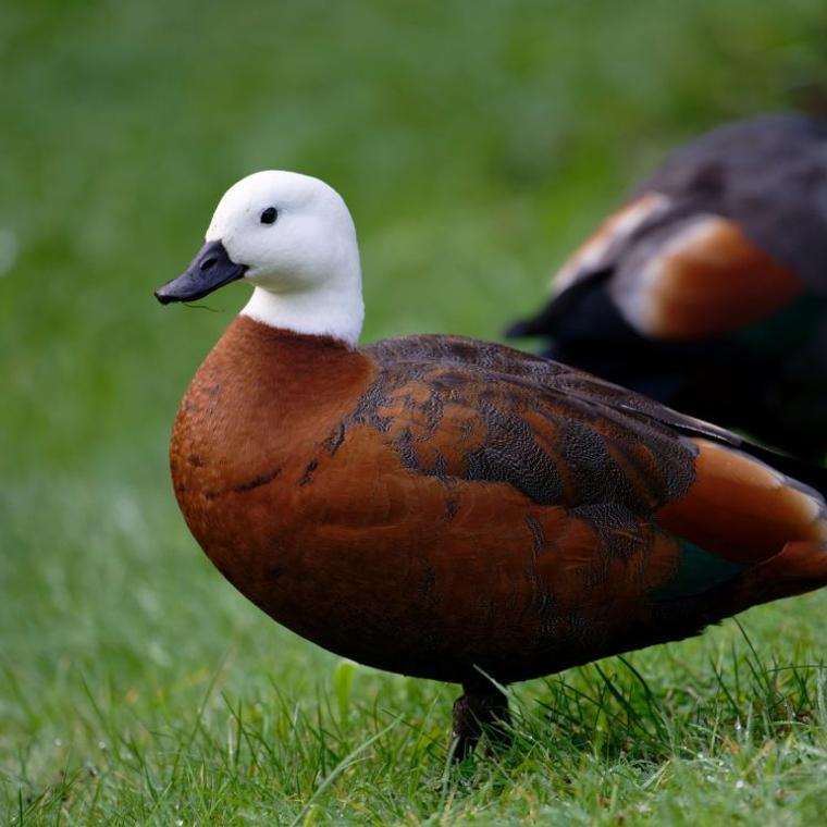 Bird of the Year ‹ Forest & Bird